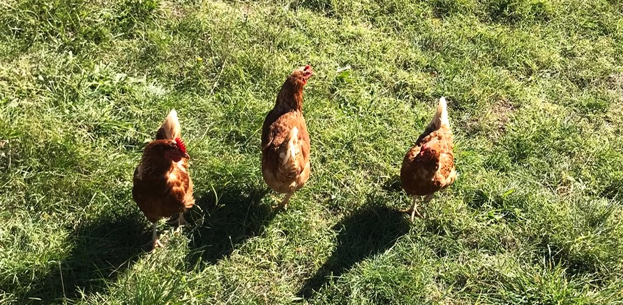 Srce Bukovice, chickens