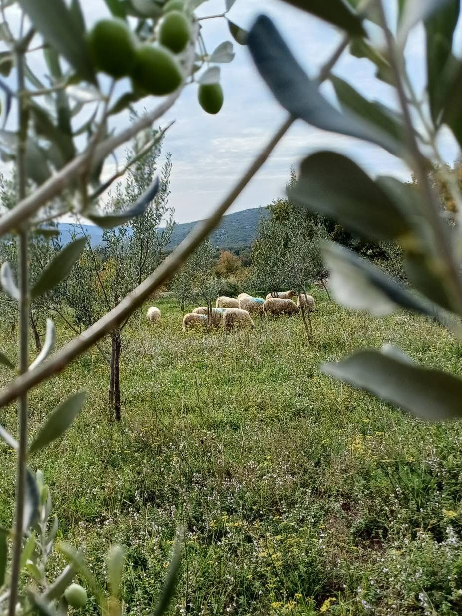 Olives and sheep of the family Šunić